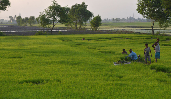 Pakistani villagers are busy in sapling the paddy nursery of rice plants from a field for re-plantation in a traditional way in sub-area of Lahore. A paddy field is a flooded parcel of arable land used for growing semiaquatic rice. Paddy cultivation should not be confused with cultivation of deep water rice, which is grown in flooded conditions with water more than 50 cm (20 in) deep for at least a month. Genetic evidence published in the Proceedings of the National Academy of Sciences of the United States of America (PNAS) shows that all forms of paddy rice.