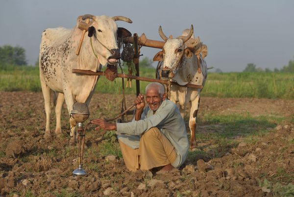 Pakistani peasant leveling his field for next crop with the help of bulls near Lahore. They use only bulls to cultivate the field.