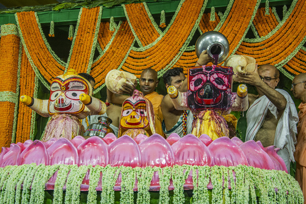 On this full-moon day, sixteen days before Ratha- yatra, Lord Jagannatha is bathed. He becomes sick and is confined to rest for fourteen days. He is then offered special care until He comes out for Ratha-yatra. The Snan yatra bathing ceremony of Lord Jagannath has become one of the most popular festivals on the Iskcon calendar over the years since His Divine Grace Srila A.C. Bhaktivedanta Swami Prabhupad introduced it to the world outside of India. Traditionally this festival has been going on since the time of the carving of the 'Dharu-brahman' Deities of Lord Jagannath, Lord Balaram, and Lady Subhadra in Sri Purushottam Kshetra (Jagannath Puri) thousands of years ago, commemorating Their sacred appearance for Their devotees – primarily the saintly King Maharaj Indradyumna.
Many of you would know that after the bathing ceremony the Lord catches a transcendental chill, are fed sweet foods and drinks to break Their fever, and then retires for Their 'Anavasara kala' – recuperation period. In Jagannath Puri where the Deities are painted with natural mineral paints, after the bathing ceremony the paints have a tendency to run and the Deities would be not viewable to the general public. So to allow the devotees to partake further in the Lord's pastimes, They made a special arrangement with one 'brahmin' who came to visit to take 'darshan' at this time. Lord Sri Krishna, Jagannath is the Lord of the Universe and so in essence is the original creator of everything, nothing exists without Him. In one sense then everything is Him, at least coming from Him. Just as in the creation of a by-product from an original source the by-product has it’s existence by association with the original object. Shastra gives the example of milk being transformed into yogurt for a functionary analogy of Krishna being like the original source (milk in this case) and Lord Shiva being like yogurt, having come in contact with a culture for his functionary activities in the material world. The milk therefore in one sense created yogurt, but that yogurt can never again become milk. Therefore it, although one in origin, it is different, becoming secondary or mutated potency and therefore lesser in potency and function.
Sripad Shankaracarya taught a very dangerous philosophy called pancopasika (païcopasana – Chaitanya Chairitamrta Adi-lila 7:151. Purport; Madhya-lila 9:360. purport), which wrongly inferred that the Lord and His primary creation, and the predominating Deities of it were equal in potency to Him. He said that Lord Vishnu, Ganesh, Shiva, Surya, Laxmi (Durga, Kali, Saraswati) were/are equal which to us, and to Lord Vishnu is to be considered as a grave offense (civasya cré-vinëor ya iha guëa-namadi-sakalaa / dhiya bhinnaa pacyet sa khalu hari-namahita-karaù. – Padma Purana.) After the Snana Yatra, the Deities are kept away from public view for fifteen days and during all these days the daily rites of the temple remain suspended. As Jagannatha himself instructed, after this ceremony, he is not seen for a fortnight. The Deities are kept on a special "sick room" called the Ratan vedi inside the temple. This period is called 'Anabasara kala' meaning improper time for worship. It has been said earlier that the Deities are discoloured as a result of the sacred bath – some say look a bit off colour. During these fifteen days the Daitas (descendants of Viswavasu, the Savara) repaint and restore the Deities and Jagannath's fine decorations. The period of colouring and decorating the Deities is divided into seven short periods, each of two days duration, and a short period of one day set apart to give finishing touches. Thus the period covers the whole fortnight. On the 16th day the Deities in their new forms after renovation become ready for the public view – darshan. The festival of the first appearance of the Lord Jagannath to his devotees is called Netrotsava (festival for the eyes) or Nava Yauvanotsava (festival of the ever new youth). According to priests of the Jagannath temple the devotee washes away all his sins if he gets a vision of the Lord on this day. On this occasion, therefore, great rush of people occurs in the temple.