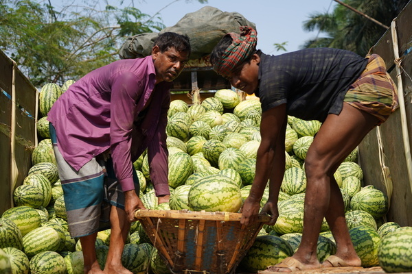 Watermelon is a comforting thirst quenching summer fruit, its extensive cultivation is observed in the coastal regions of Bangladesh. Although the taste of watermelon changes from early summer to mid-summer, some unscrupulous farmers and traders cultivate early in the hope of more profit, buying watermelon at a high price even if the taste, color, smell, etc. are not good, and common consumers are being cheated.