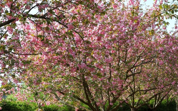 Berlin-Brandenburg: The TV-Asahi cherry blossom avenue on the Mauerweg between Lichterfelde and Teltow blooms annually from around mid-April.
