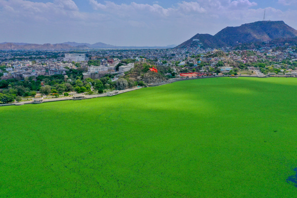 water hyacinth chokes anasagar lake in Ajmer,
 Deployment of machines and manpower over the last month have failed to save Ana Sagar Lake in Ajmer from being smothered under a carpet of water hya- cinth. The lake, currently un- der green cover, has begun stinking and its flora and fish have started dying in large numbers.photo by shaukat ahmed