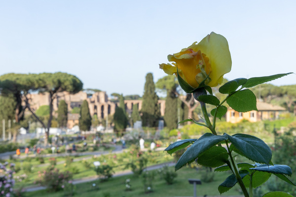 Yellow rose inside the Municipal Rose Garden of Rome