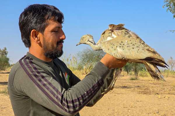 Greenmen Narpat Singh holds a critically endangered bird The Tilor or Macqueen's Bustard, rescued by him,The Tilor or Macqueen's Bustard is a medium-sized winter migratory bird of the Great Indian Bustard family ( godawan) in Badmer in Rajasthan photo by shaukat ahmed