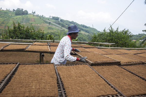 Farmers dry tobacco in Tanjungsari Tobacco Village, Sumedang Regency. The dried tobacco is then sold at prices ranging from 50 thousand rupiah per kilogram to 130 thousand depending on the quality of the tobacco.
