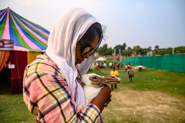 A young village girl and her brother visit the fair with their pet rabbit. The rabbit is repeatedly trying to escape and giving different expressions. A recent study found that domestic rabbits have smaller brains relative to their body size compared to their wild counterparts. Rabbits can carry zoonotic diseases, which can be transmitted to humans through bites and scratches, Pasteurellosis, Tularemia also known as "rabbit fever" or "deer fly fever". This photo was taken at Natipota, West Bengal; India on 13/05/2024.