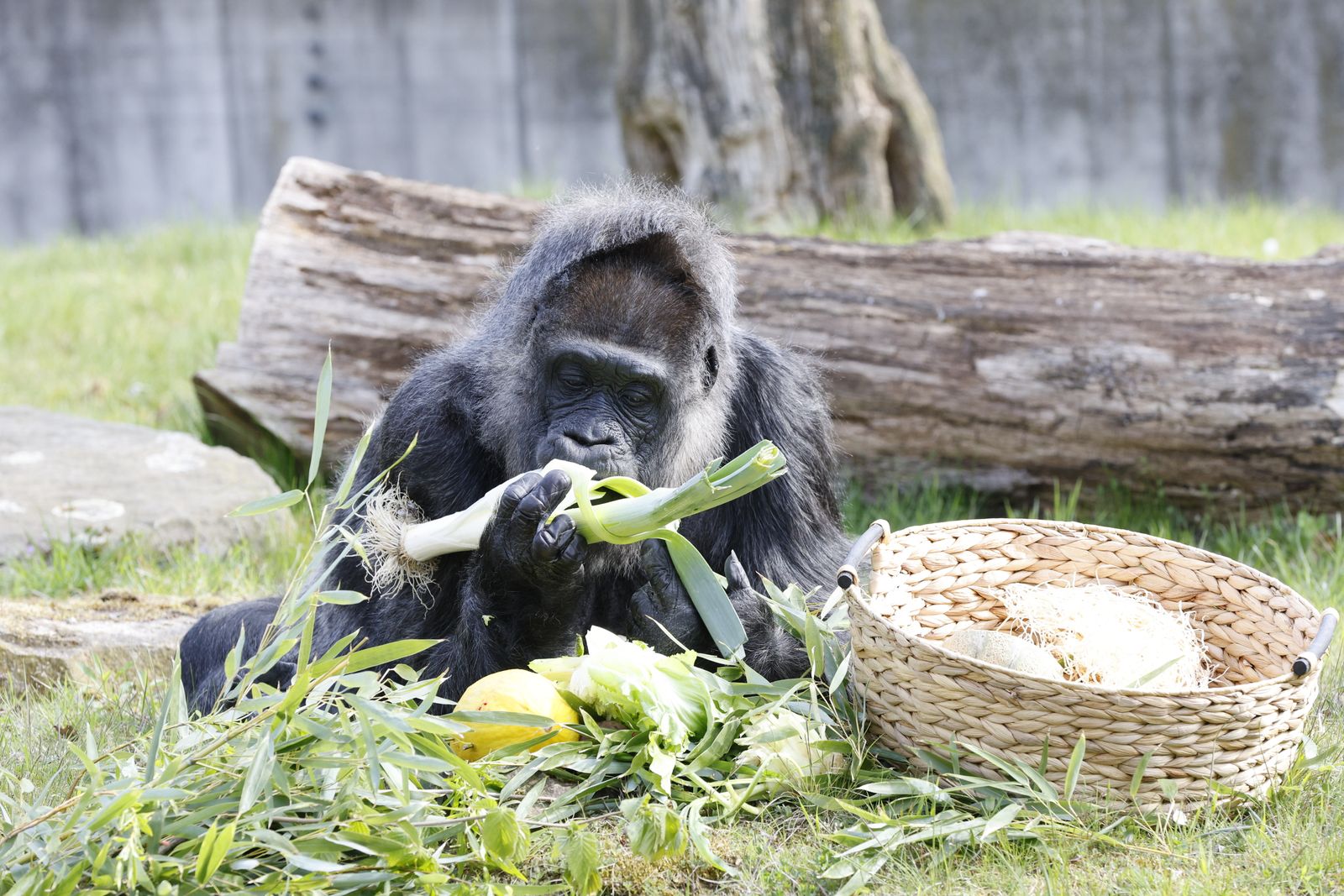 Germany: World&#039;s oldest gorilla celebrates 68th birthday