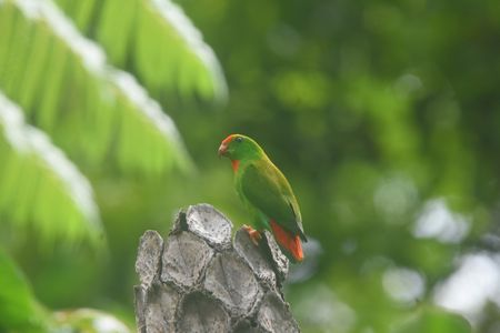 Hanging parrots are birds in the genus Loriculus, a group of small parrots from tropical southern Asia. About 13 cm long, hanging parrots are mostly green plumaged and short-tailed. Often head coloring helps to identify individual species.