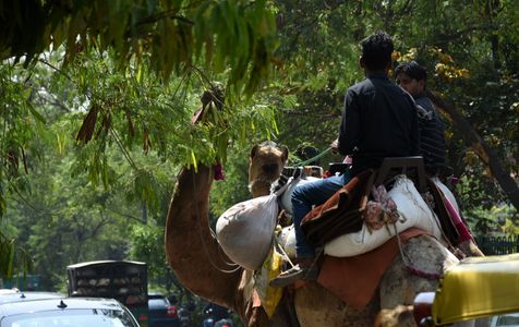light lunch by these camels on the delhi road today