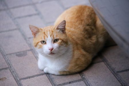 Noreña, Spain, 28th September, 2023: A cat sitting during The Animal Welfare Law comes into force, on September 28, 2023, in Noreña, Spain.
