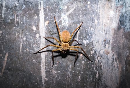 Huntsman spiders (Heteropoda venatoria) are a species of spider in the family Sparassidae. The spiders are known by this name because of their speed and mode of hunting. It is native to the tropical regions of the world. Its common names include giant crab spider or cane spider. A female Huntsman spider hunted a big beetle at late night in a house at Tehatta, West Bengal; India on 11/04/2023.