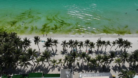 The proliferation of green algae during the dry months of February to March of every year threatens the gorgeous beach views, crystal clear waters, and powdery white sand coastline of Boracay.