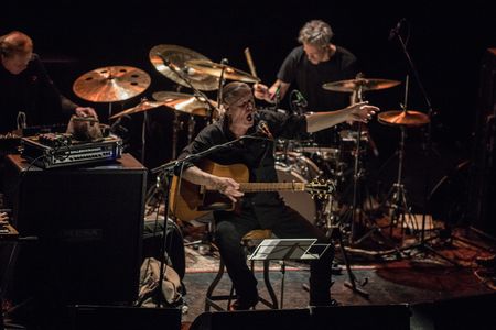 Swans live in Bologna