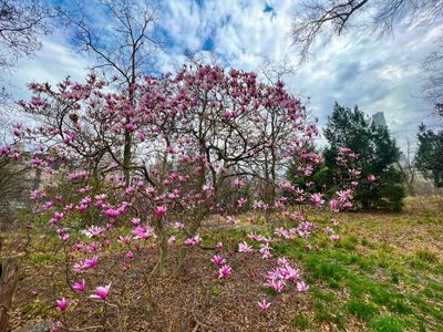 Flowers are seen blooming at Central Park during the spring season.
