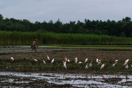 A flock of wild cattle egret (Bubulcus ibis) birds fly and sit on the agricultural field to eat insects that emerge from the soil during plowing, at Jhinuk Ghata, West Bengal, India on 01/08/2022. Some of the cattle egrets have orange-brown feathers breeding plumage.