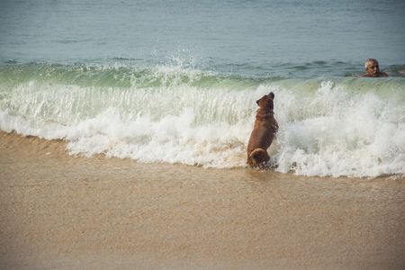 Daily life at Goa Candolim Sea Beach.