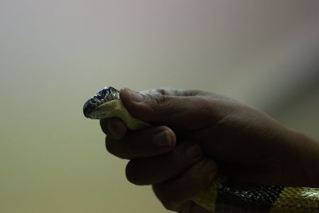 A skilled snake farm staff demonstrating venom extraction in a snake for visitors at Queen Saovabha Memorial Institute in The Thai Red Cross Society, for public viewing on Monday - Friday (except extra holidays) 11.00 AM.