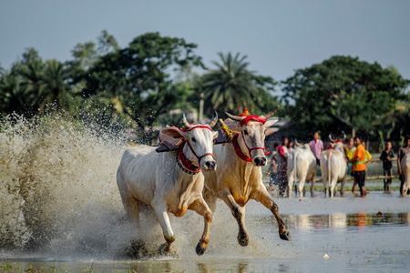 Each year, the village of Herobhanga in West Bengal organizes Moichara cattle race festival, marking the arrival of monsoon season. It is usually celebrated during mid-June or early July, right when the local farmers begin to cultivate their lands.