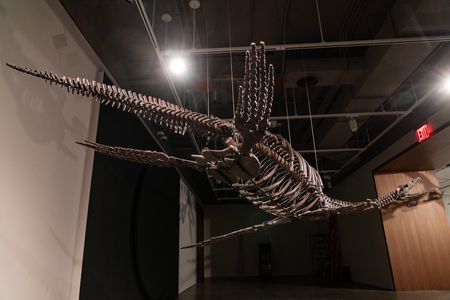 Plesiosaur dinosaur fossil on display for Sotheby's Live Natural History Auction during press photo call. Rare Flying Pteranodon (est. $4-6 Million) and Plesiosaur (est. $600,000- 800,000) will be auctioned on July 26, 2023.