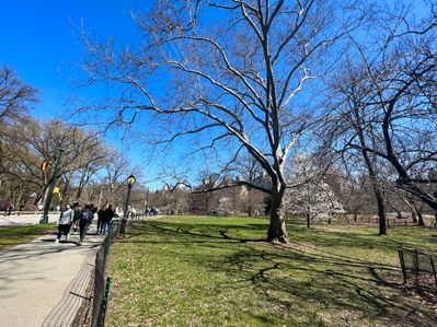 Flowers are blooming at Central Park, New York City during the spring season.