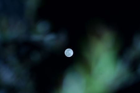 The full moon, the pink moon of April, is seen between the shadows of trees and branches in the sky of Kashmir the Summer captial of Indian Administrated Kashmir on April, 06,2023.