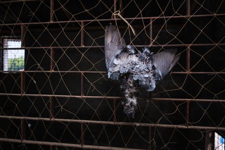 A Rock Pigeon (Columba livia) accidentally got stuck in a window net and died of starvation in an abandoned house in Nabin Nagar, West Bengal, India on 24/12/2022.