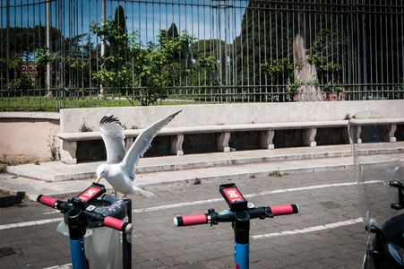 ROME, ITALY - APRIL 27: A seagull in an urban environment scavenging food from rubbish bags  on April 27, 2023 in Rome, Italy.