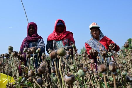 Opium is also a major crop of Pratapgarh, there are 6,781 license holder farmers in the district. Opium Flowers start coming from the plant within 100 to 115 days of poppy sowing. After this, doda starts coming out from the flowers in 15 to 20 days.