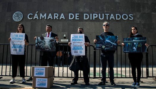 Members of the international organization "Animal Equality, holding posters showing the mistreatment and cruelty that millions of animals live with made action in the Chamber of Deputies to deliver more than 100,000 signatures that they have collected throughout the country, from citizens who support the initiative that seeks to amend the Mexican Constitution so that the Congress of the Union can legislate on animal welfare and protection. In this way, the first General Animal Welfare Law of Mexico will be passed, which will provide legal certainty at the federal level to protect all animals and can be replicated throughout the country.