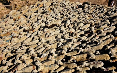 An aerial view of the sheep flock begins their journey to return from winter capital of Indian Administered Kashmir to Srinagar. Hundreds of families from Bakerwal community along with their livestock returned to high-altitude meadows of Kashmir after a Winter.