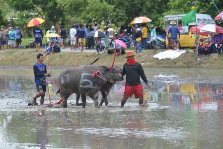 The Water Buffalo Racing Festival at the race field, municipality napachon in Chonburi province, Eastern of Bangkok some 80 km, Thailand, on August 06, 2023. local customs And promote the reputation of tourism.
