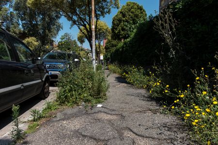 The city continues to resemble a jungle. The tall grass continues to grow unchallenged on pavements and public green areas, amid the indifference of the municipal administration.