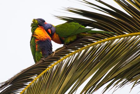 MELBOURNE, AUSTRALIA, JUNE 08, 2023= Beautiful birds at St. Kilda beach in Melbourne Australia on Thursday June 08, 2023. (Photo by Rana Sajid Hussain/Pacific Press Agency)
