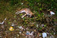 Microplastics concern - Indian jackal - World Environment Day