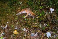 Microplastics concern - Indian jackal - World Environment Day
