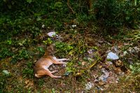 Microplastics concern - Indian jackal - World Environment Day