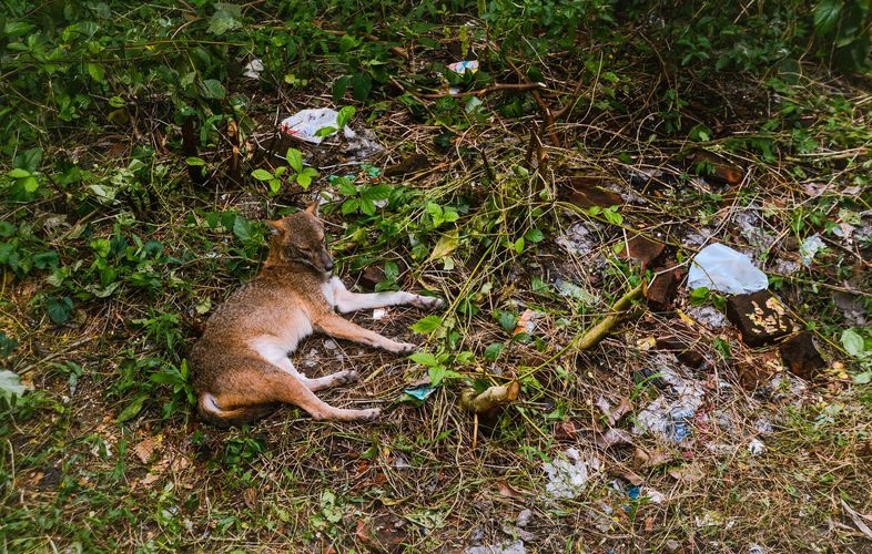 Microplastics concern - Indian jackal - World Environment Day