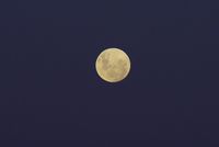 An attractive view of the  flower full moon at western treatment plant in Melbourne