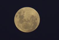 An attractive view of the  flower full moon at western treatment plant in Melbourne