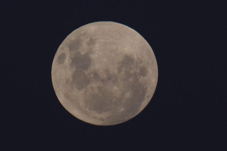 An attractive view of the  flower full moon at western treatment plant in Melbourne