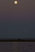 An attractive view of the  flower full moon at western treatment plant in Melbourne