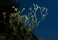India: Parthenium hysterophorus - Santa Maria feverfew