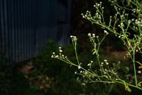 India: Parthenium hysterophorus - Santa Maria feverfew