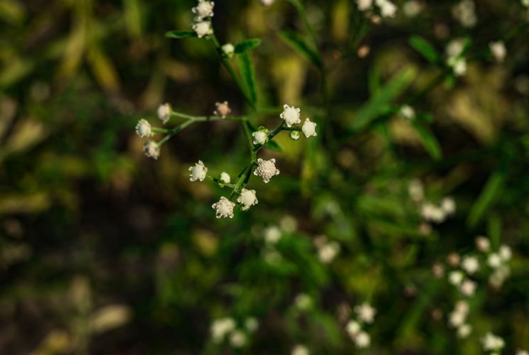India: Parthenium hysterophorus - Santa Maria feverfew