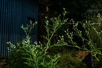 India: Parthenium hysterophorus - Santa Maria feverfew