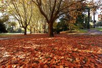 Stunning view of the autumn trees near Shrine of Remembrance in Melbourne