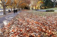 Stunning view of the autumn trees near Shrine of Remembrance in Melbourne