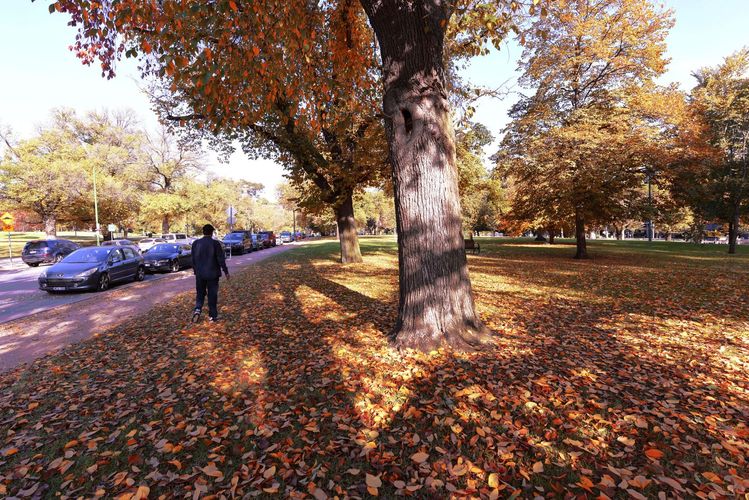 Stunning view of the autumn trees near Shrine of Remembrance in Melbourne