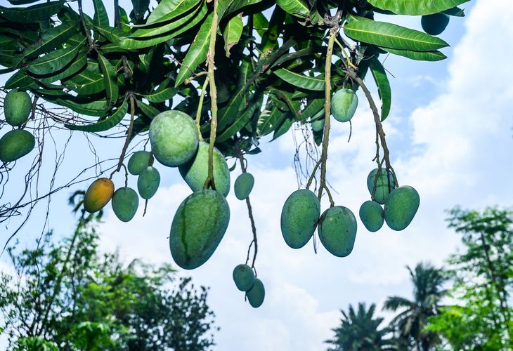 Mango Harvest in India