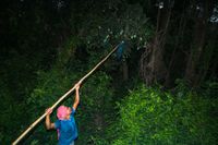 Mango Harvest in India